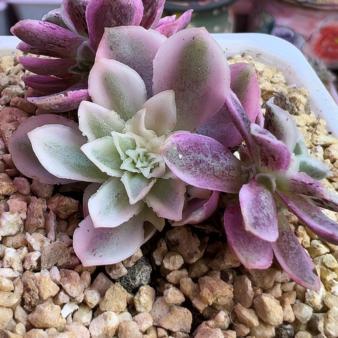 山地玫瑰锦秋夕046号