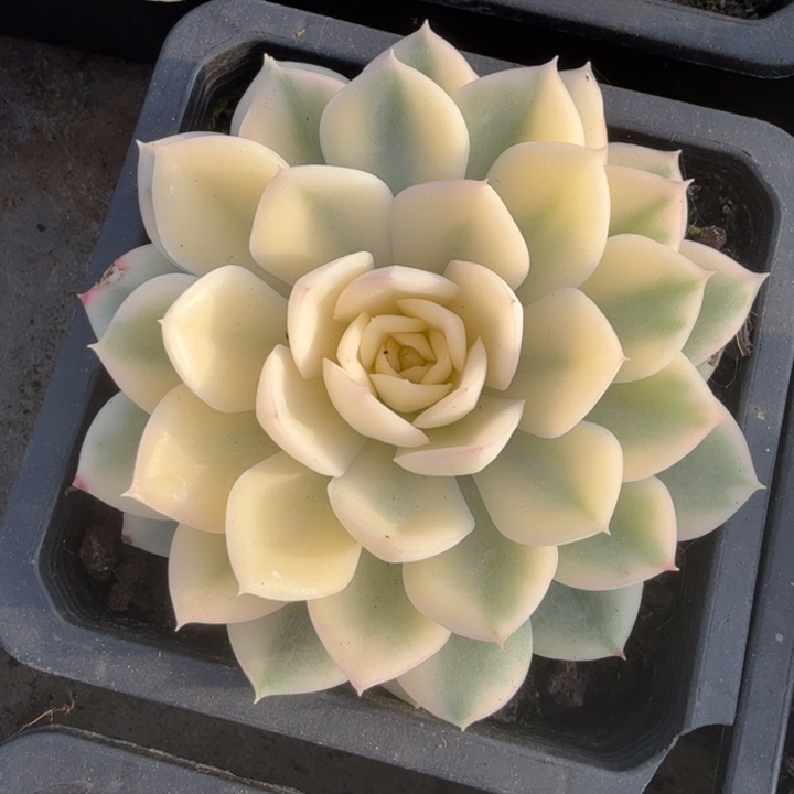 大锦边的锦月亮仙子锦