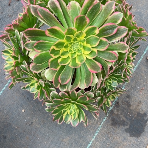 多肉植物朝霞锦。