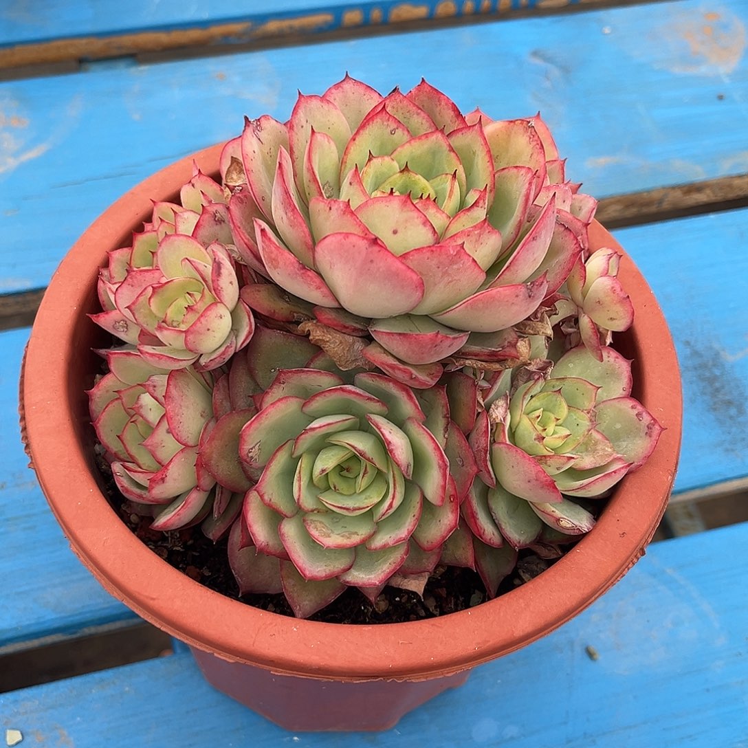 .****牡丹亭 啦啦啦德玛西亚