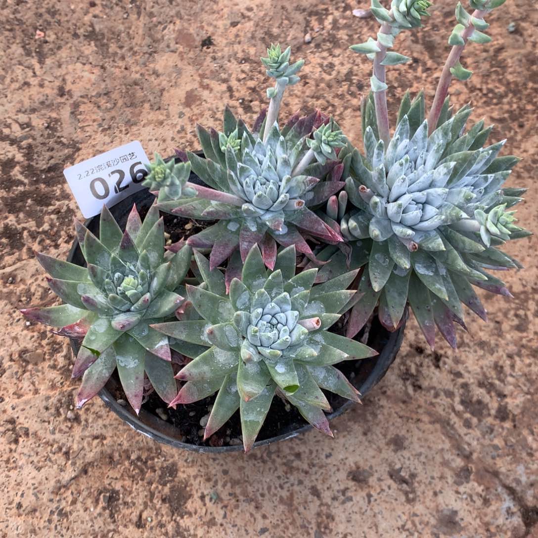 漫***慢白雪026多肉植物