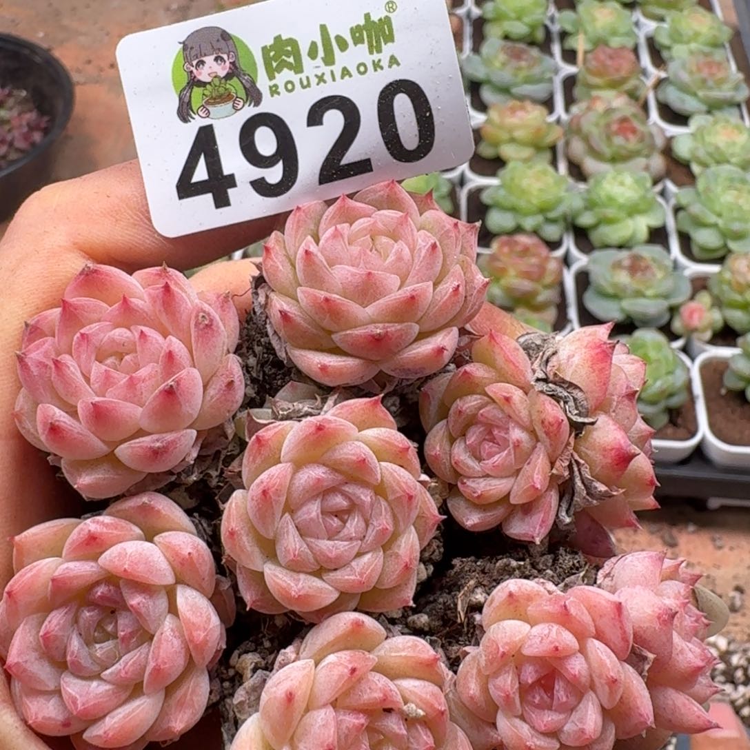 多肉植物多肉植物