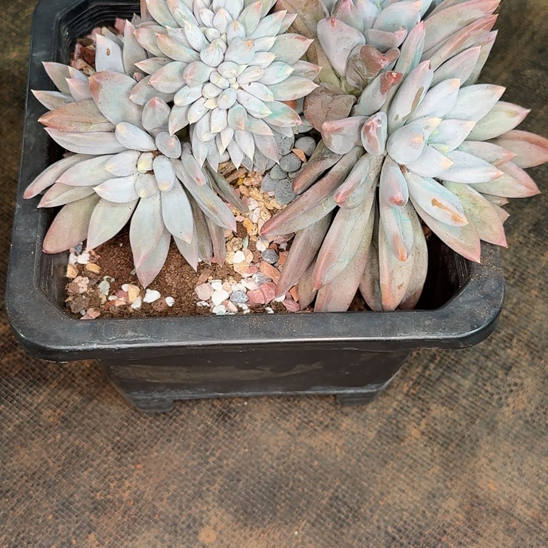 蔬***子哥特多肉植物寄养