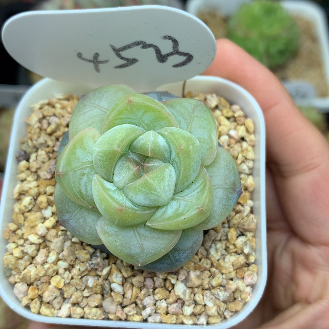 碎冰珍妮单头4523