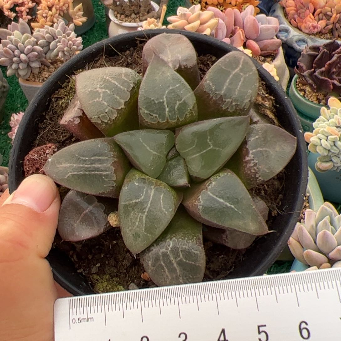 529 多肉植物组合盆栽