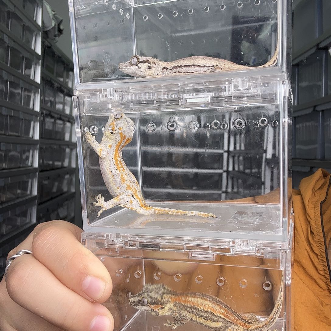 盖勾亚守宫盖勾亚三选一