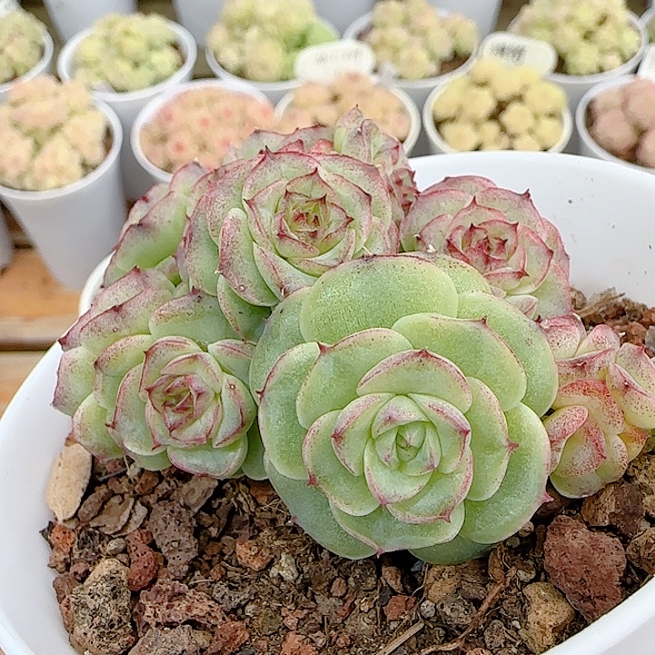 雪***子1203-29（山茶花女王优选）