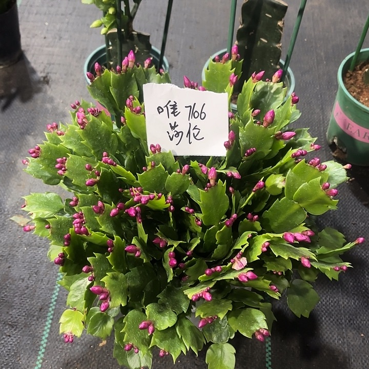 唯***一当前无花栽培后可以开花