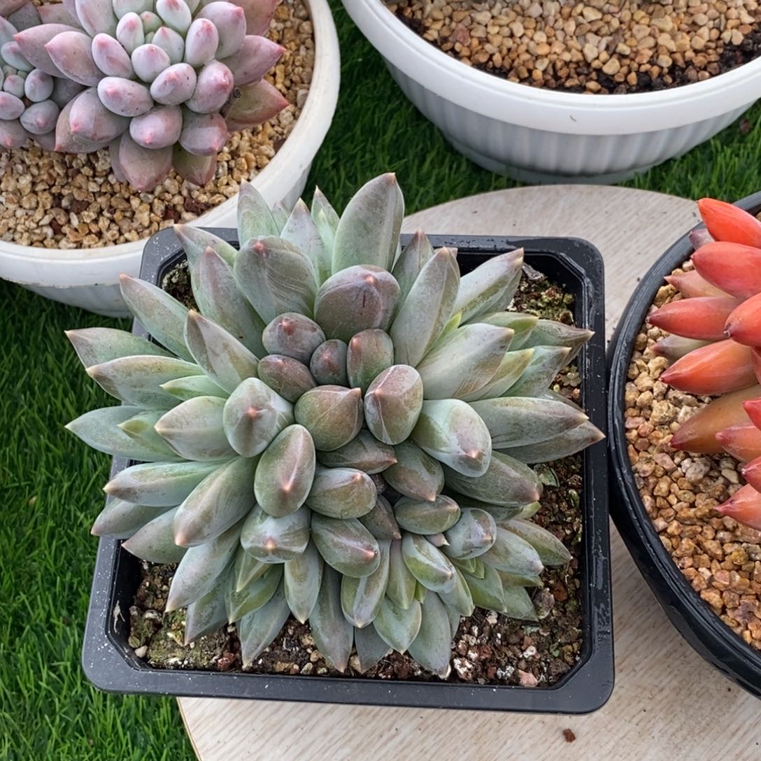 重楼群生链接多肉