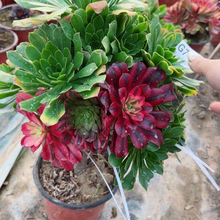 742绿法师嫁接多肉汁