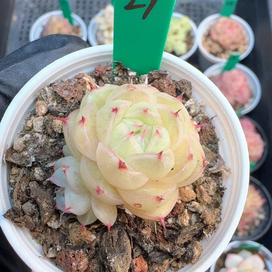 27   麦秆不包整  h