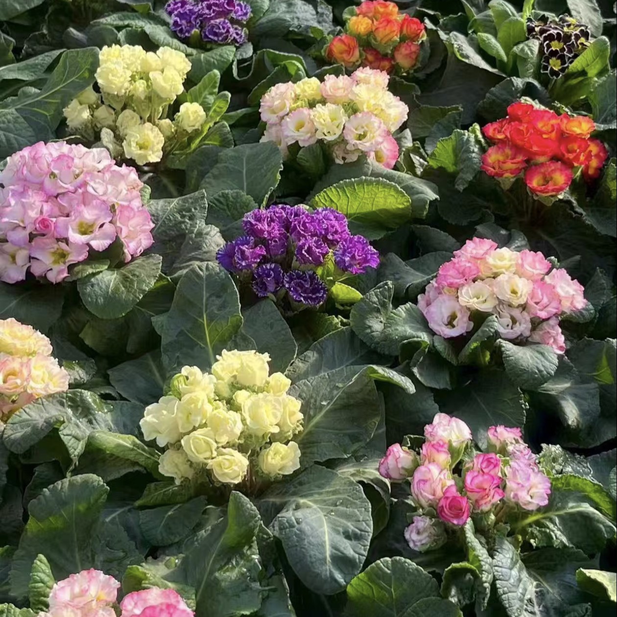 玫瑰报春花耐寒年宵花卉盆栽0º以下拍保温不拍冻伤不售后