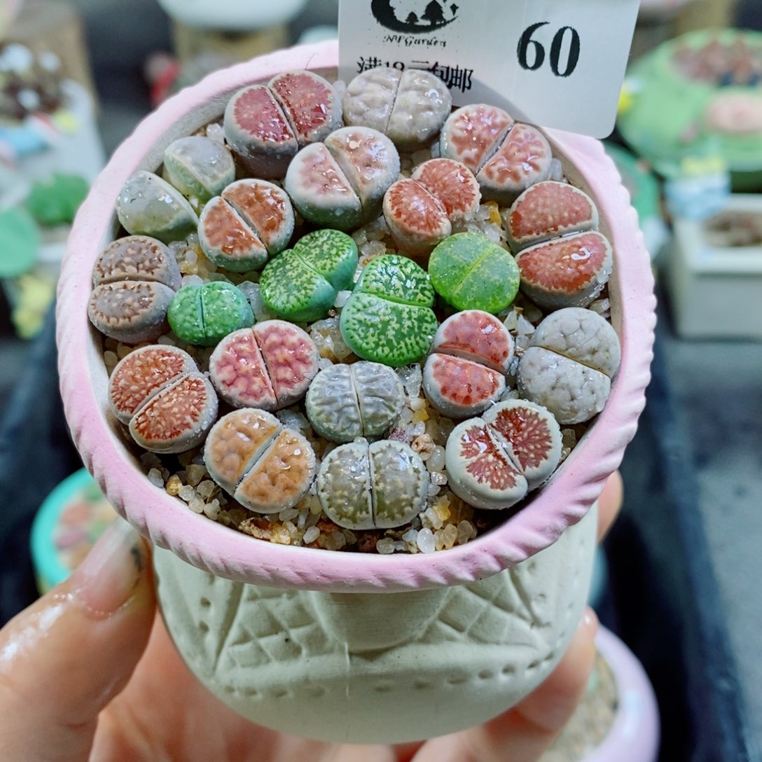 生石花花花花花花花花60