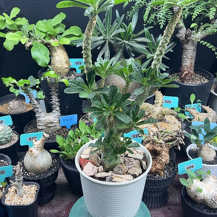 泰系硫磉多肉植物