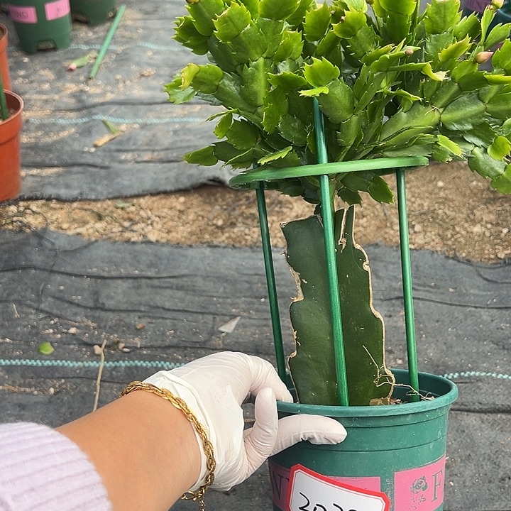 微***e063蟹爪兰福利苗2038