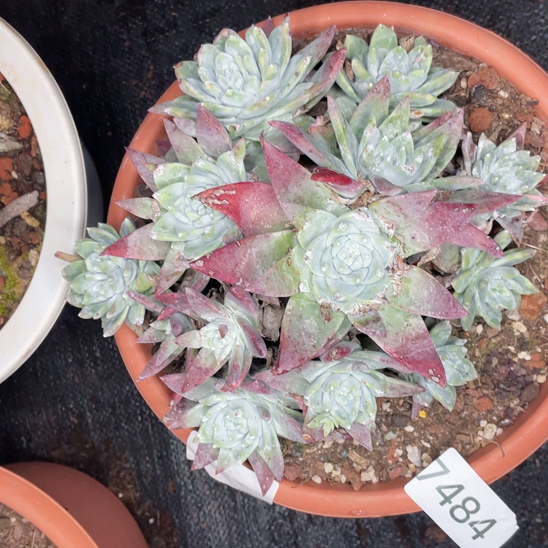 苹果叶杂交老桩7484