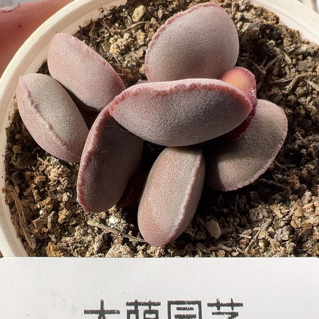 一物一拍。        624