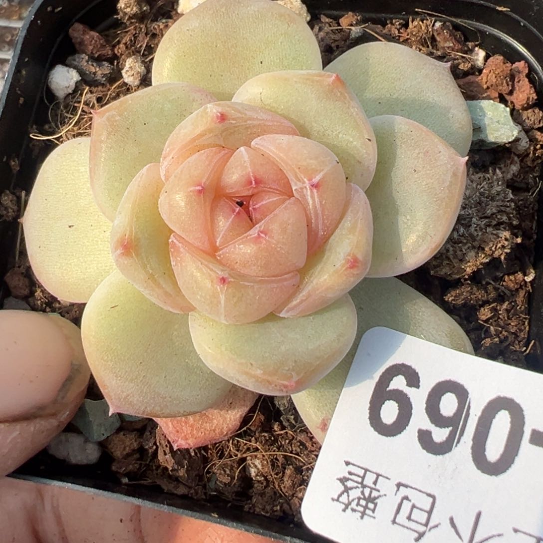 小卡拉米糖心一物一拍15-69