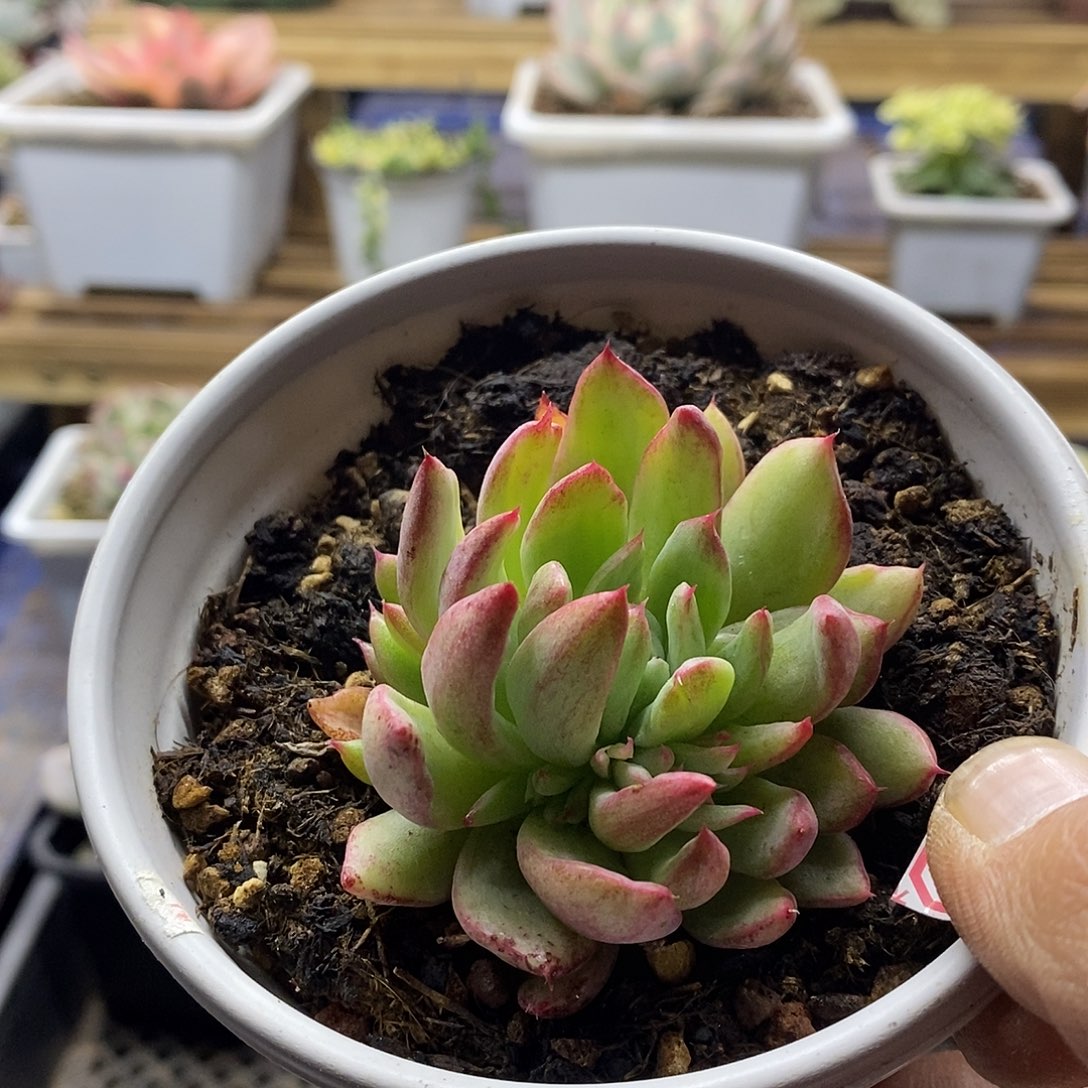 19163 桃花拉丝锦