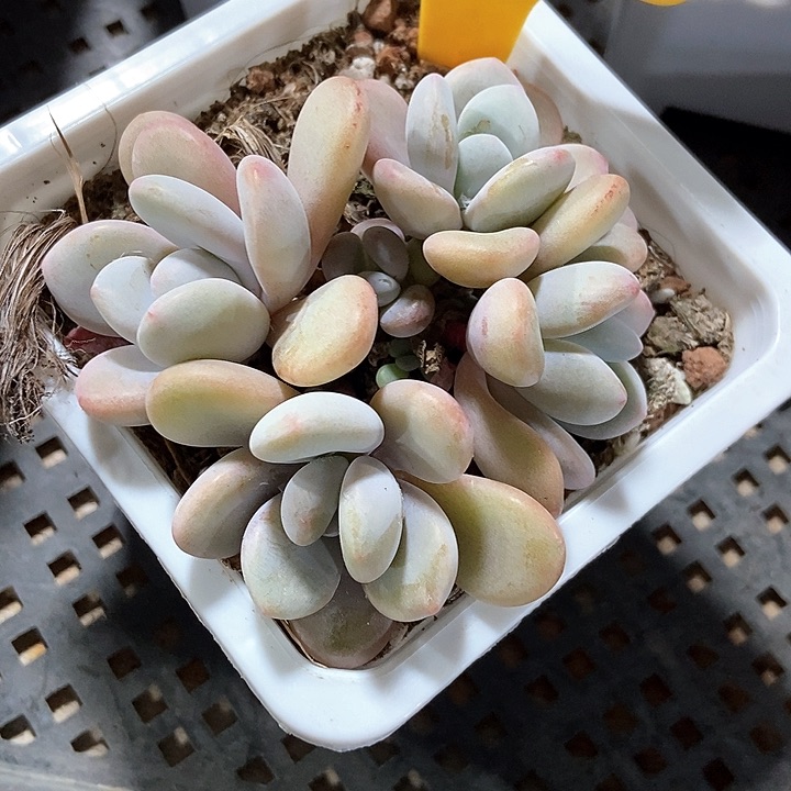 多肉植物粉兔2117