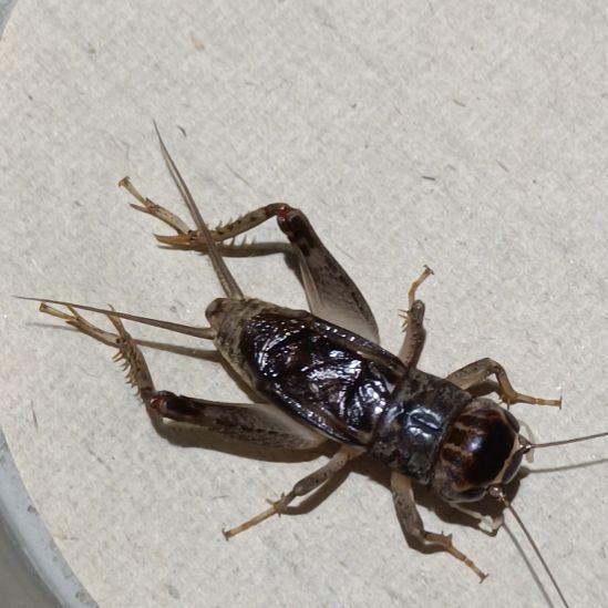 蛐坤园份房蟋蟀蛐