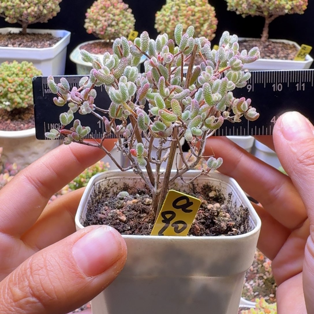 a90号冰糖锦冠服7厘米左右