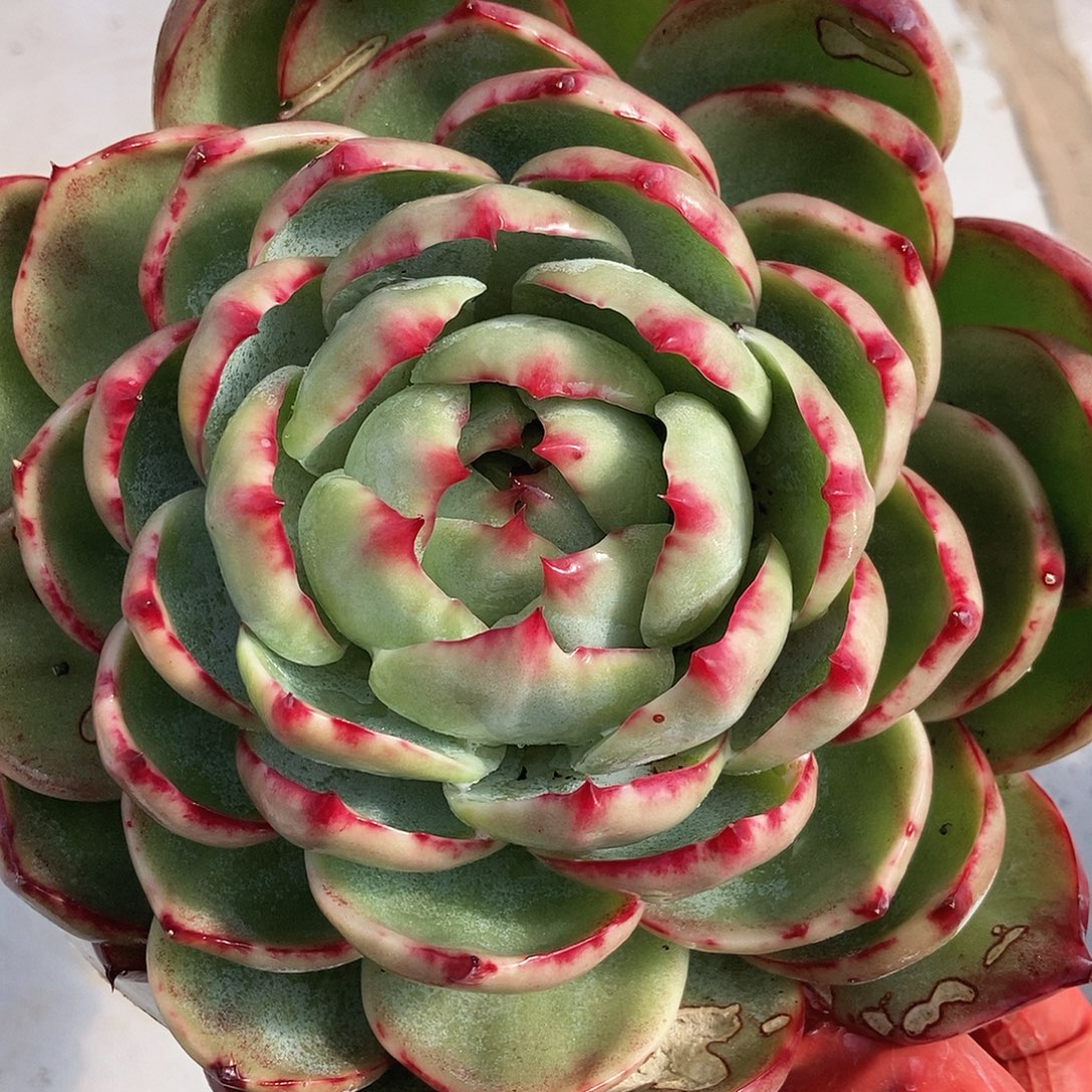 150 号一物一拍不退不换