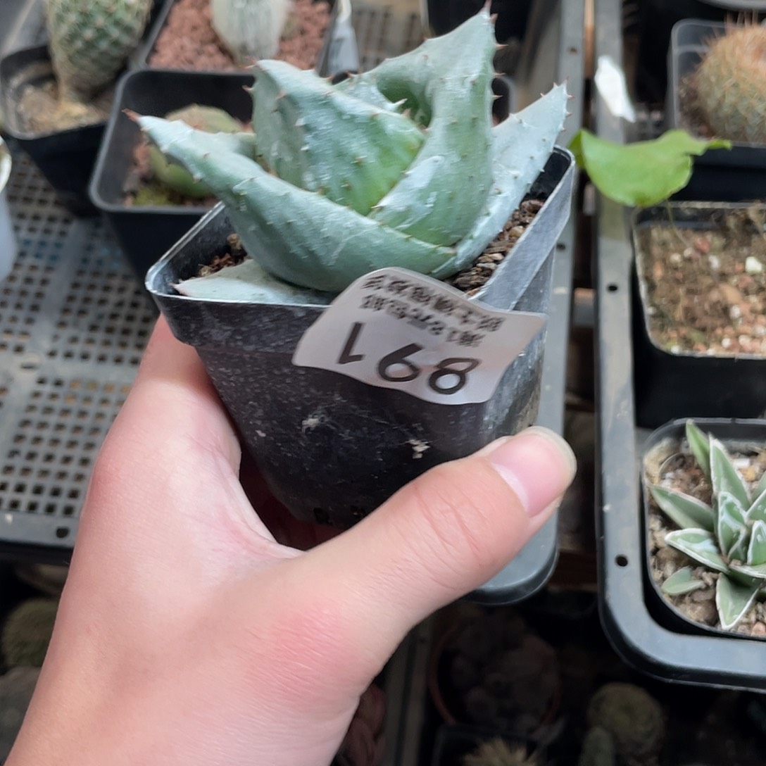 891元宝芦荟（满18包邮）