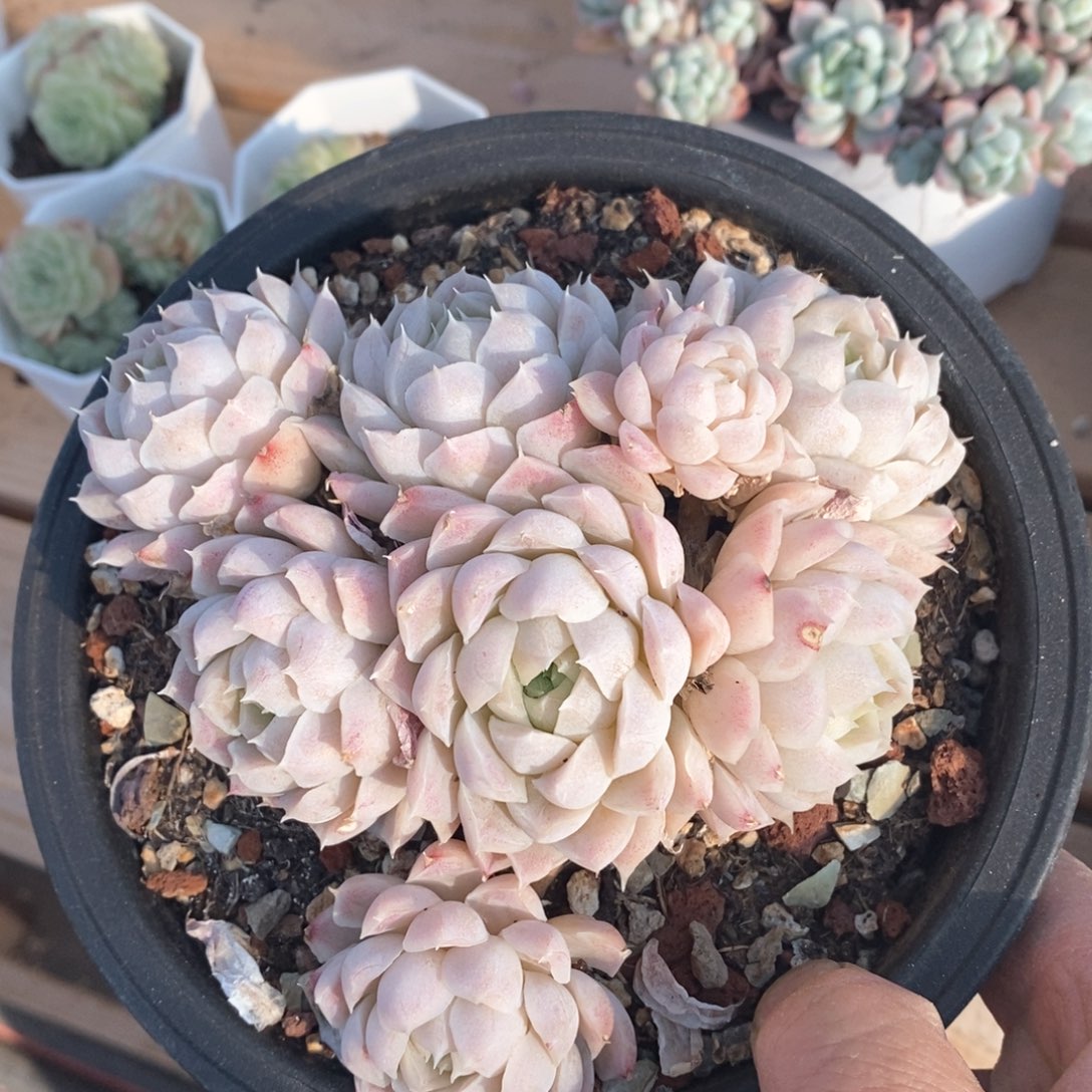 精品多肉一物一拍不包整2