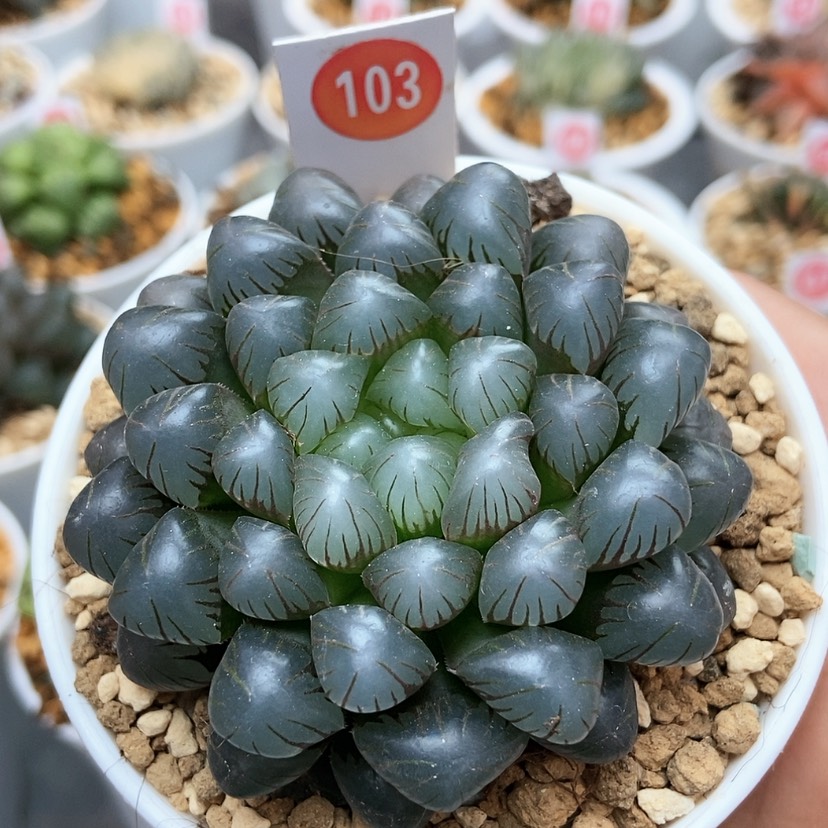 【闪购商品】103冰灯