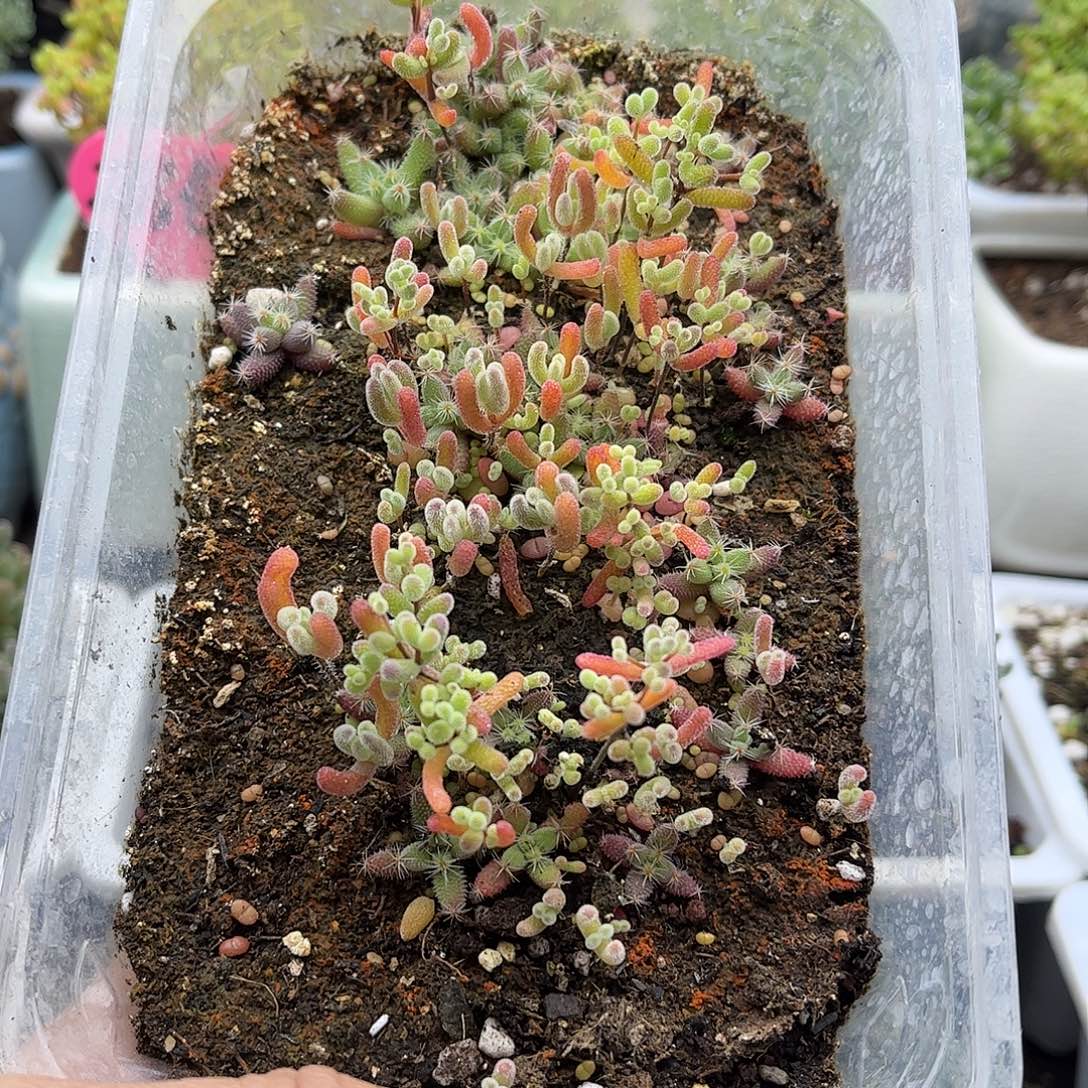 蜜****混播切糕优选枝干番杏