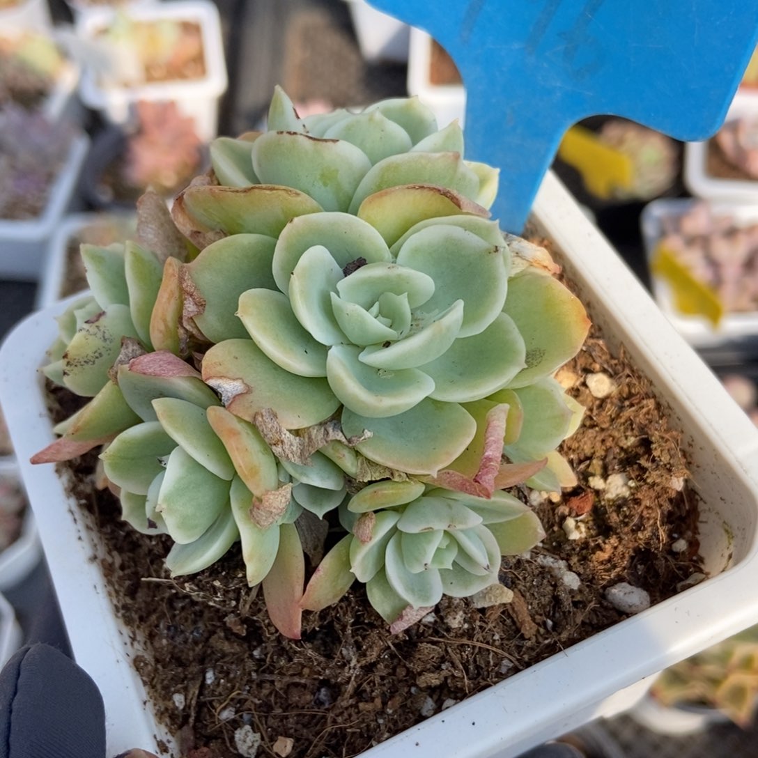 796柠檬玫瑰锦多肉植物