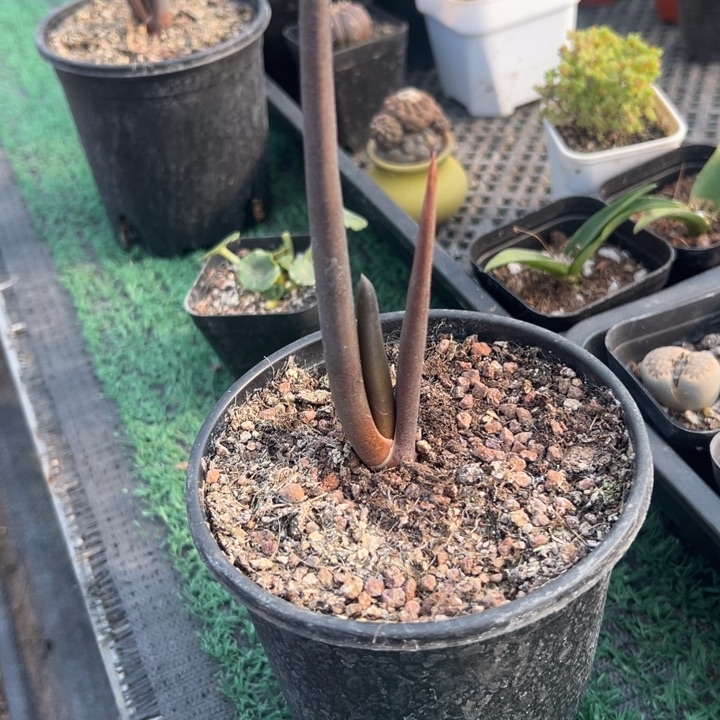 芦荟，一物一拍，脱土