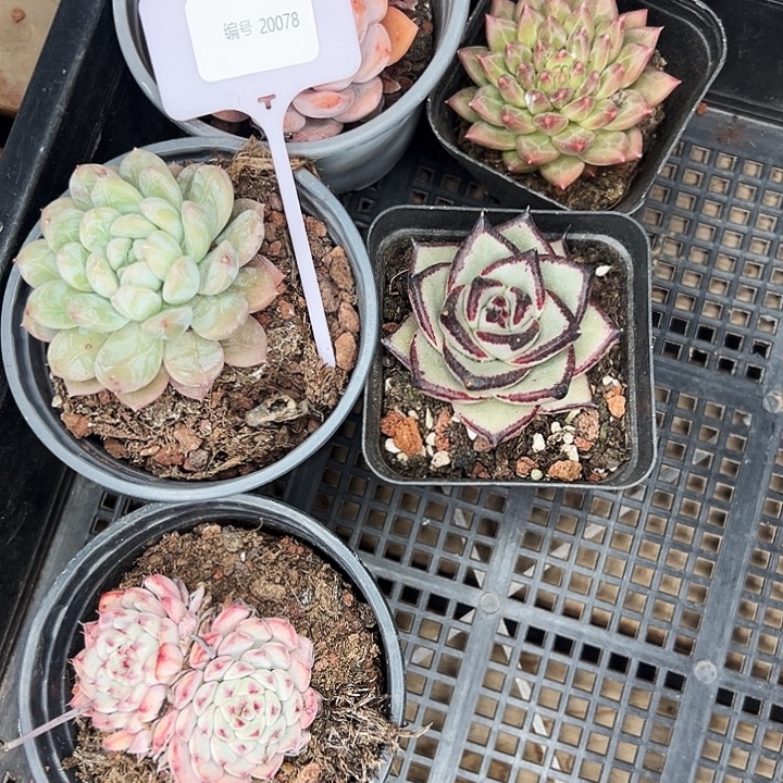 20078号框。  福利多多