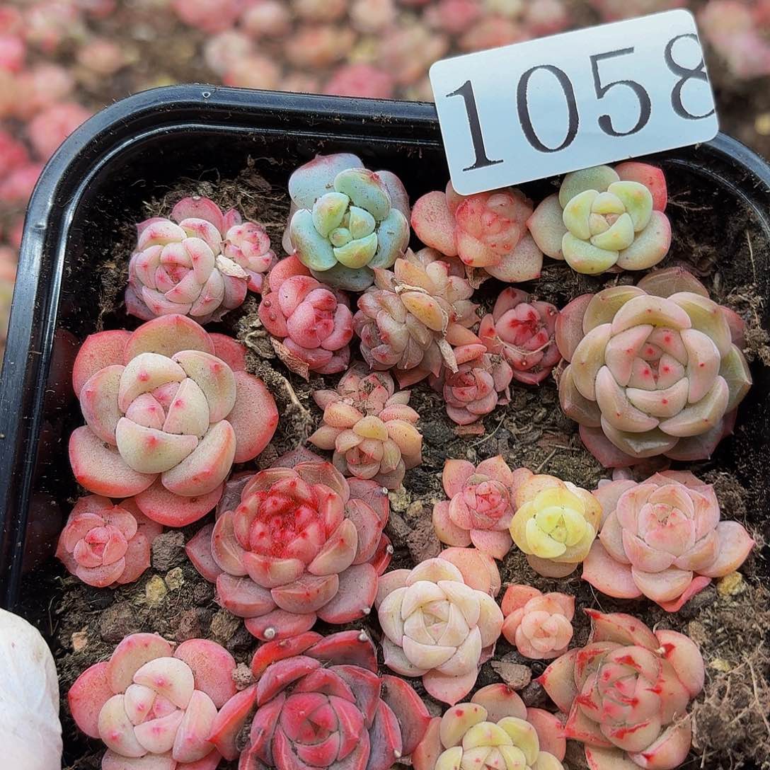 多肉植物多肉植物1058