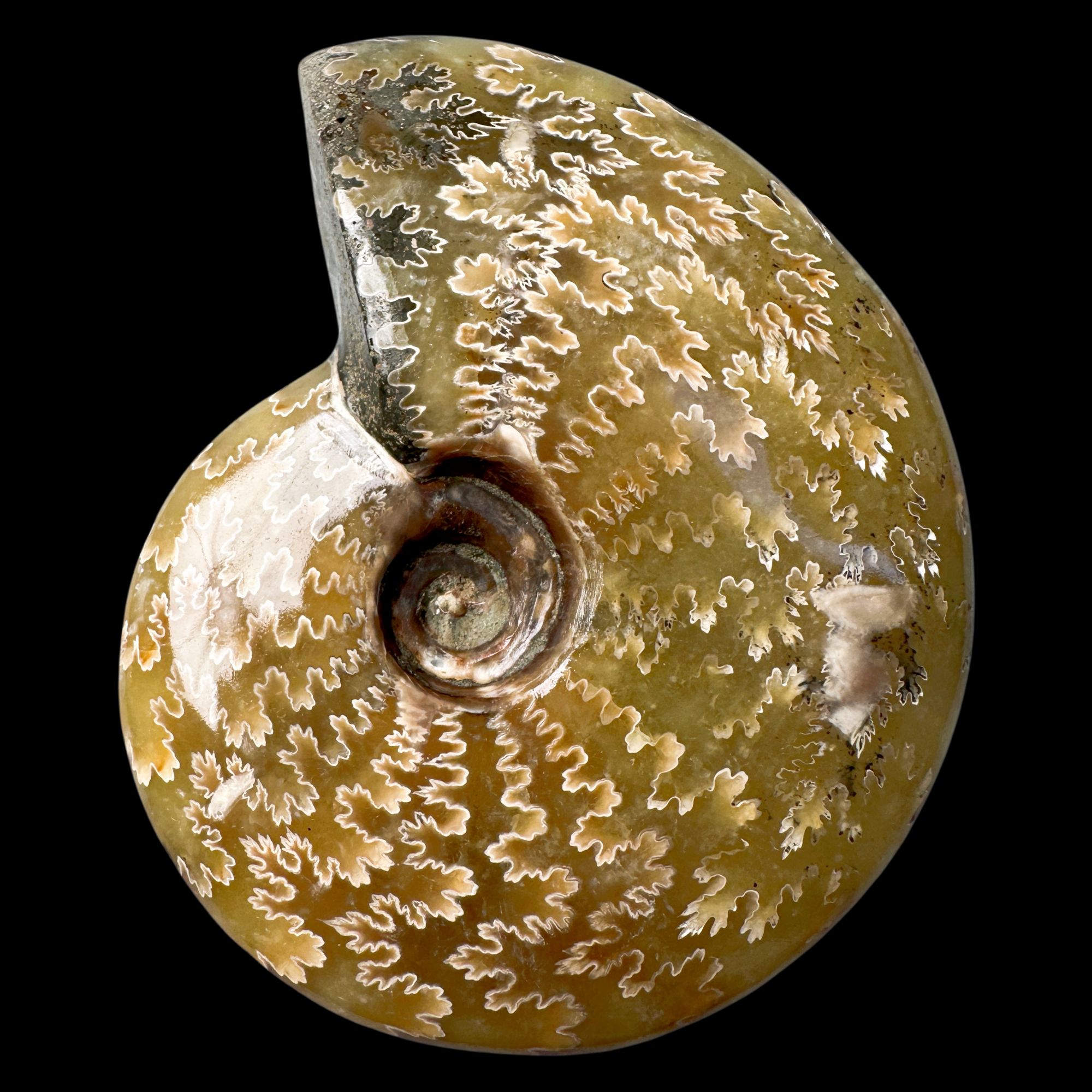 【 叶菊石（手把件-白花）】尺寸92mm 玉化 马达加斯加 SS古贝壳 A7