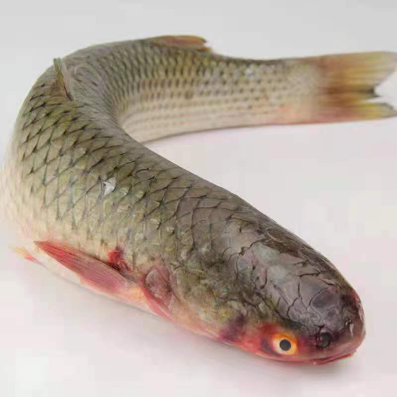 渤海湾海梭鱼新鲜海捕鲜活速冻冷链顺丰发货五斤