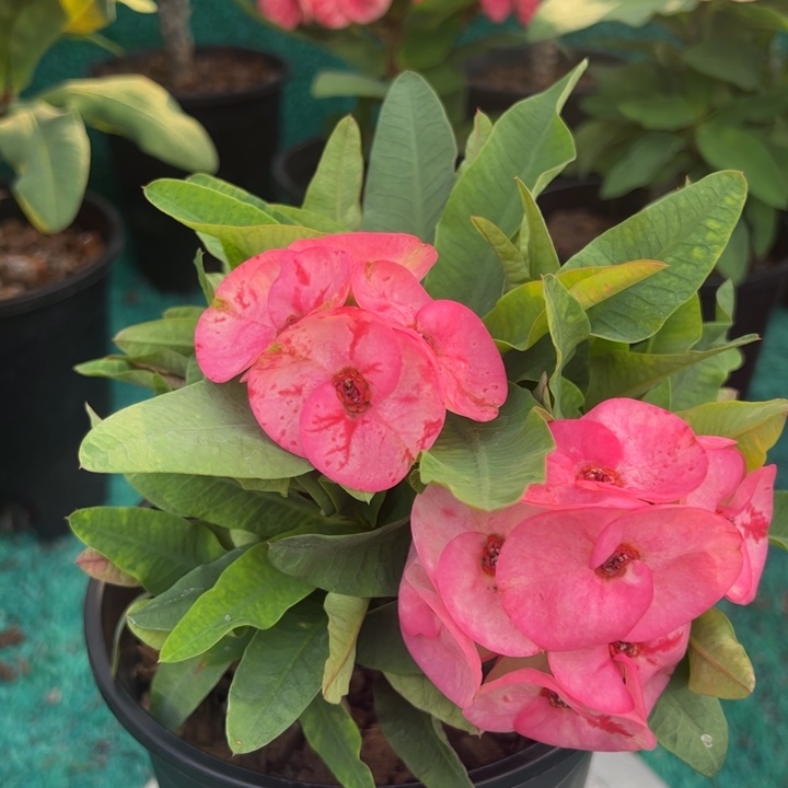 泰品扦插一物一拍