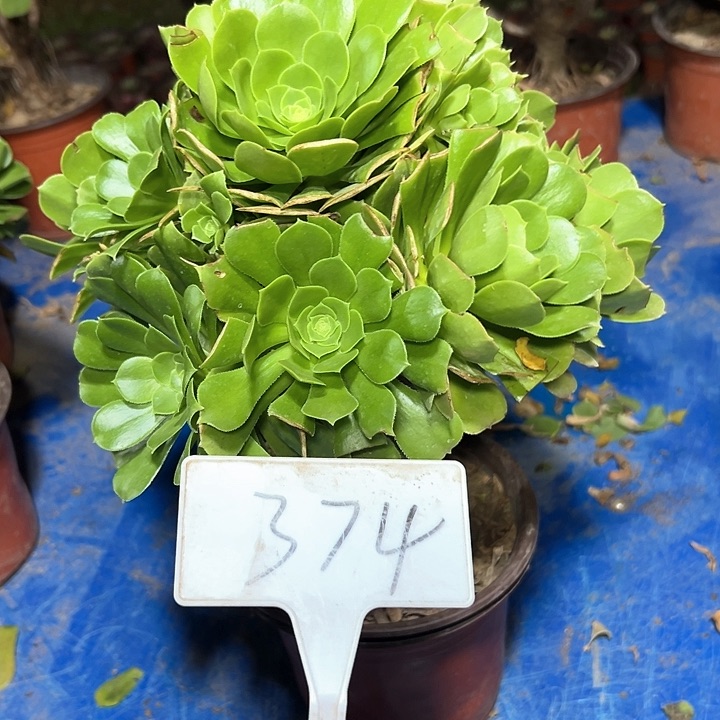 多肉植物绿羊绒法师