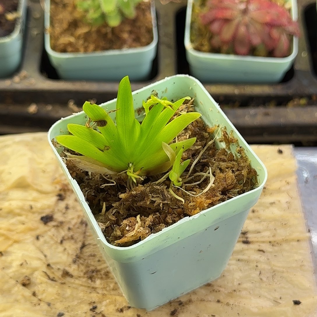 完全开放扇叶文心兰