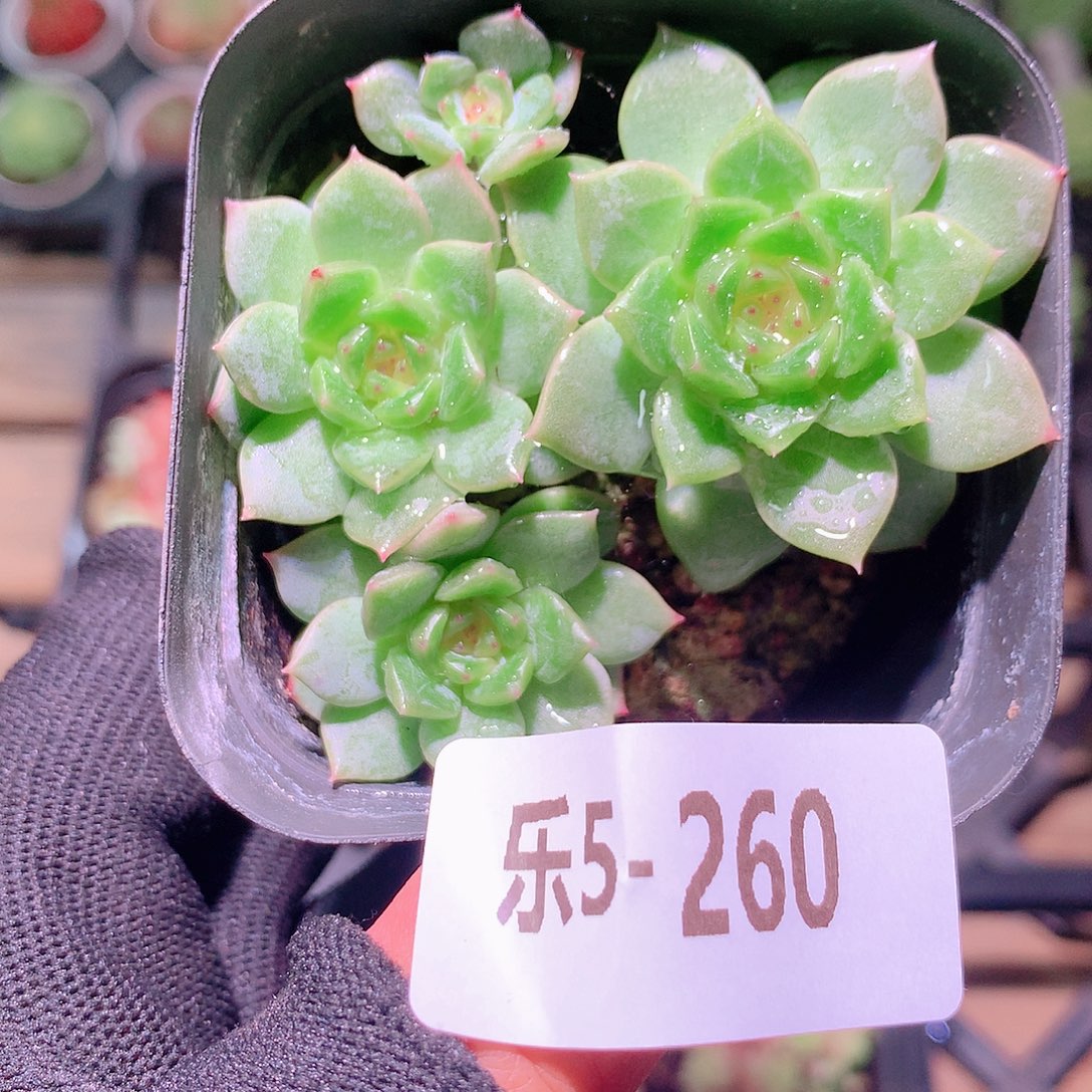 乐然5-260 新品群 