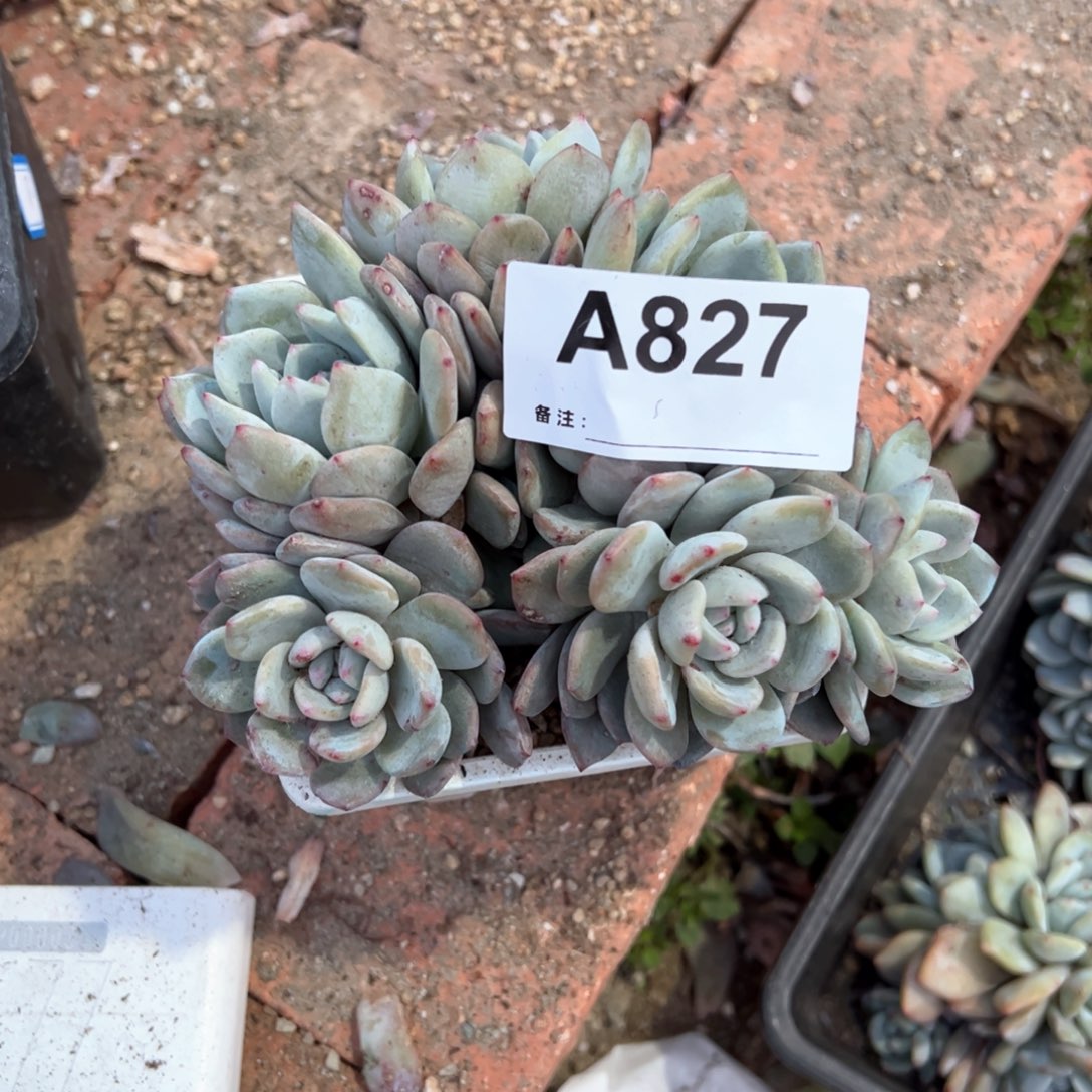 我**合827 多肉多肉多肉多肉多肉多肉