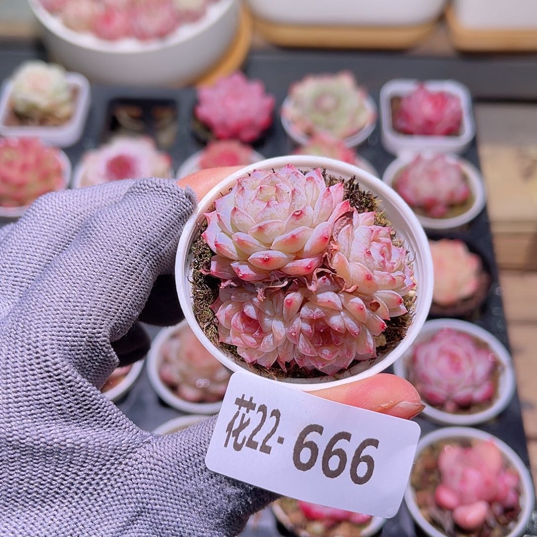 花22-666新品群生