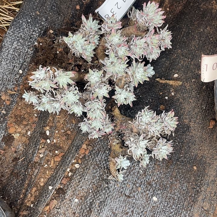 亦*?瑕疵白菊特价不售后11238