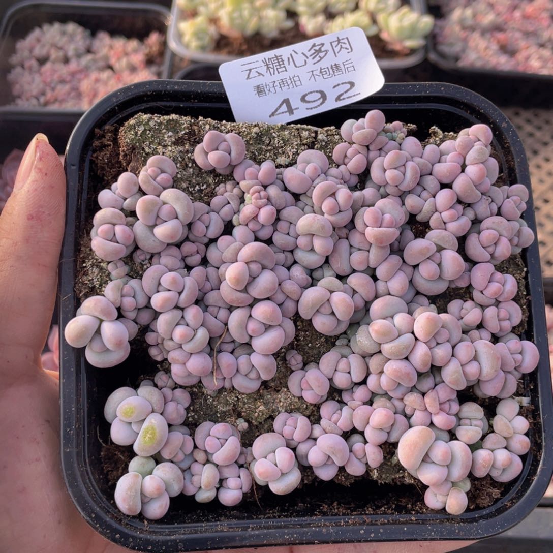 云糖心多肉植物492