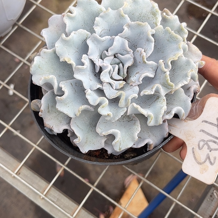 两单包邮，一物一拍183芭蕾