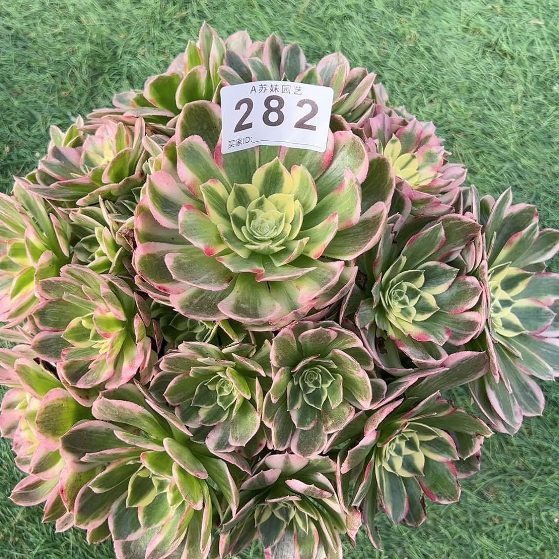 无花朵282海鲜法师