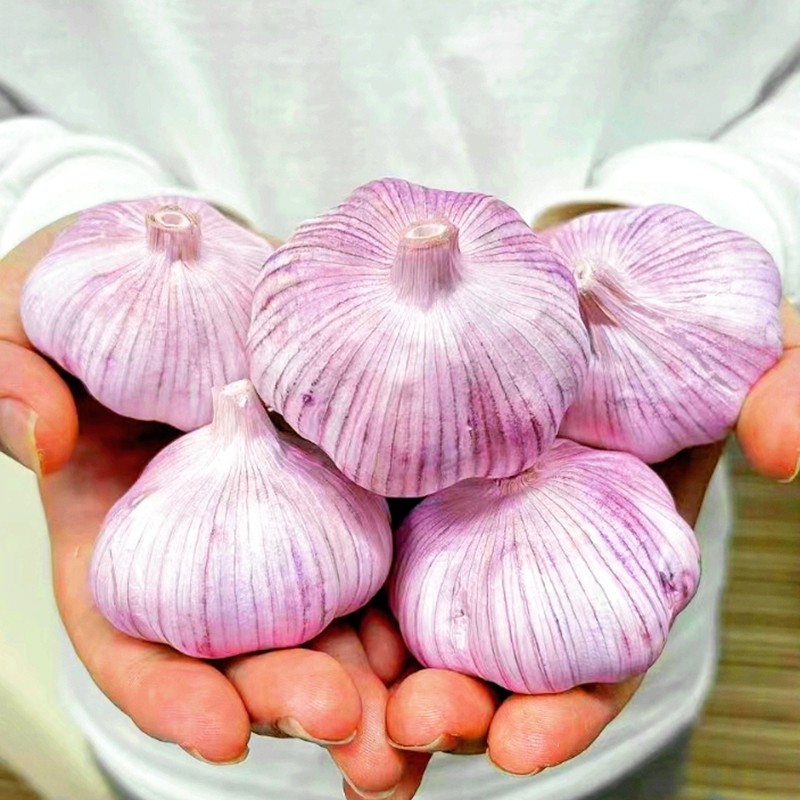 【优仕农】2025干大蒜河南杞县产地直发紫白皮十成干大蒜农产品