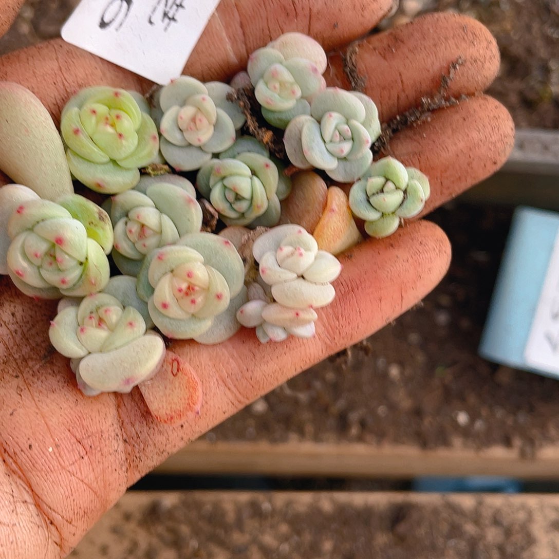 多肉植物多肉植物256