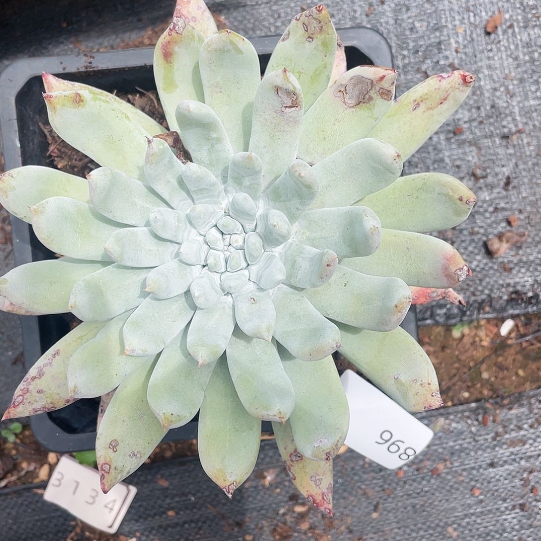 苹果叶雪山杂拇指896